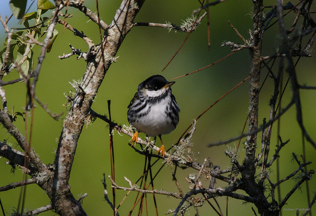 St. George Island State Park