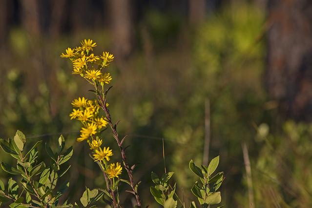 Apalachicola National Forest: Post Office Bay