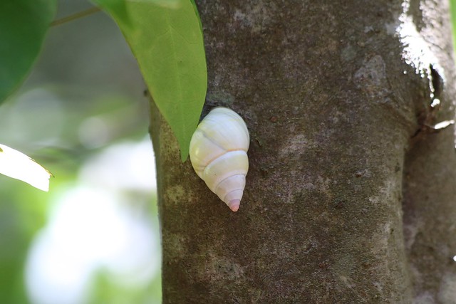 Castellow Hammock Preserve and Nature Center