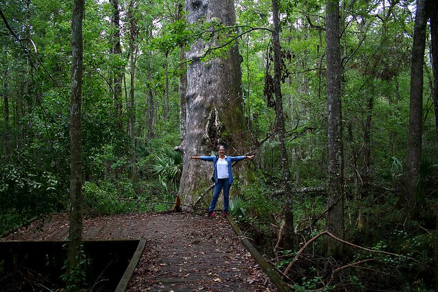 Goethe State Forest