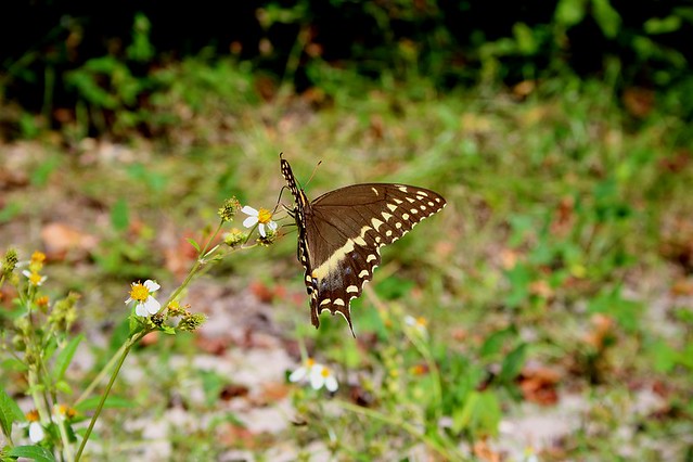 Andrews Wildlife Management Area