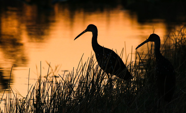 Babcock Webb Wildlife Management Area