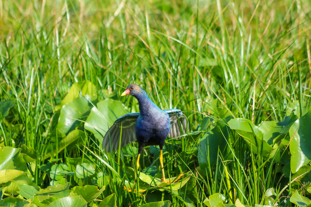 Purple Gallinule