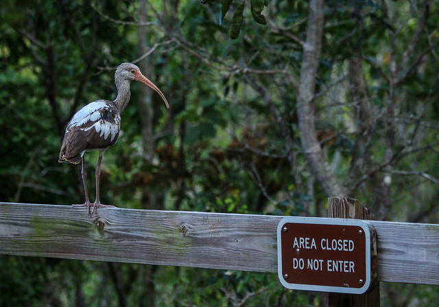 D. Johnson Key Largo Hammock Botanical State Park