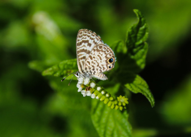 Gumbo Limbo Nature Center