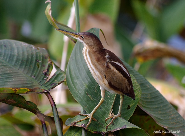 Wakodahatchee Wetlands