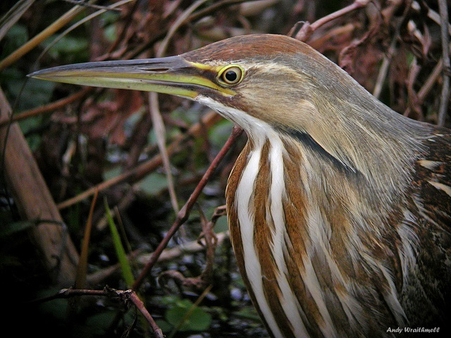 Lake Apopka Restoration Area: North Shore & Wildlife Drive