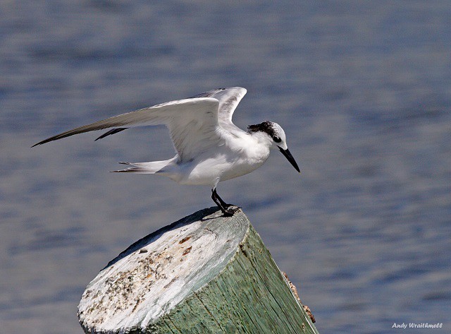 Cedar Key City Park, Marina, & Fishing Pier