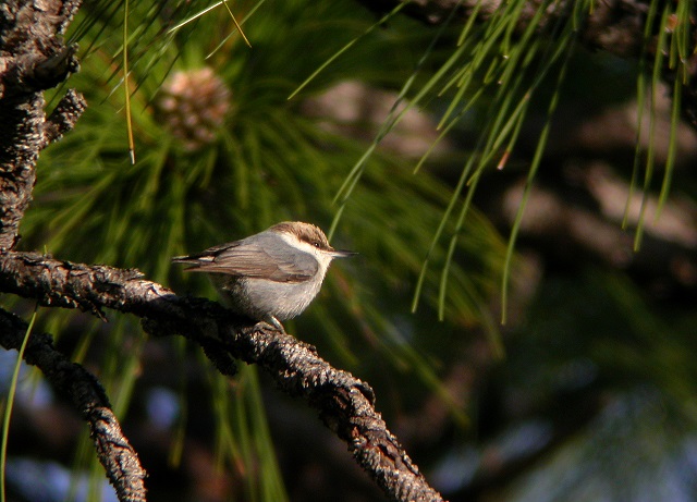 Three Lakes Wildlife Management Area