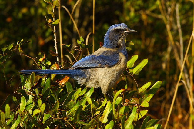 Oscar Scherer State Park