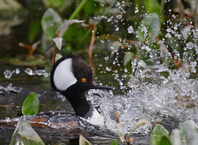 Wakulla Springs State Park