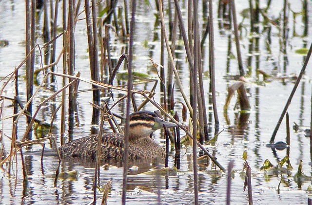 Alligator Lake Recreation Area