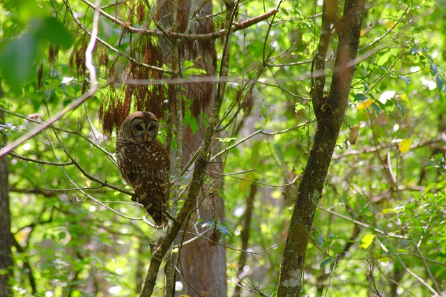 Corkscrew Swamp Sanctuary