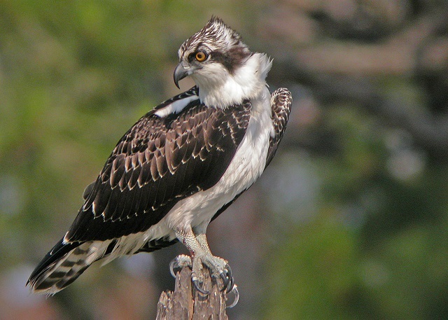 Lower Suwannee National Wildlife Refuge (south)