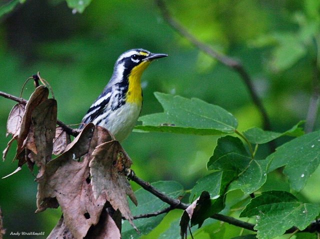 Oakland Nature Preserve