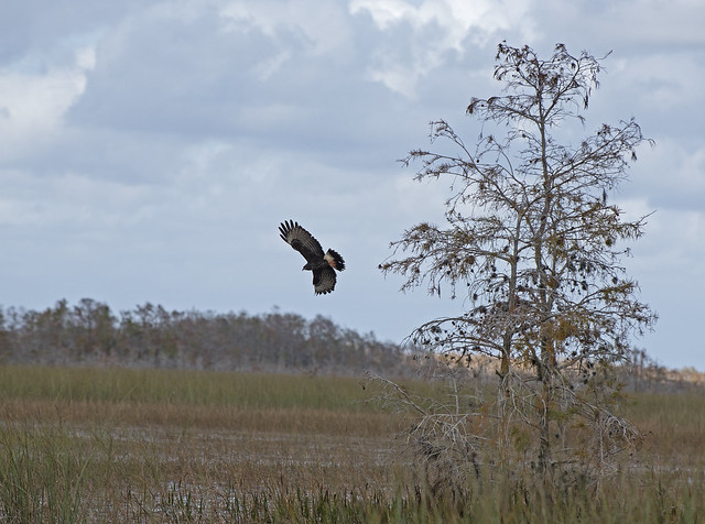 Everglades and Francis S. Taylor WMA