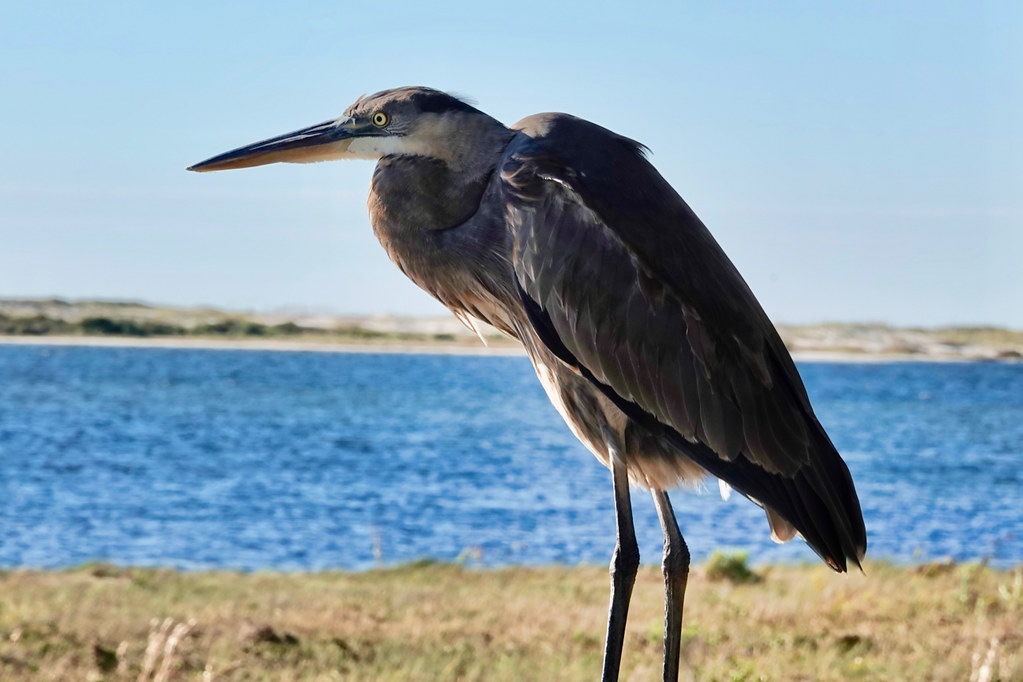 Great Blue Heron (2)