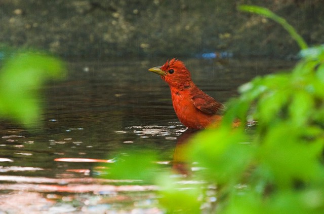 Chinsegut Wildlife & Environmental Area