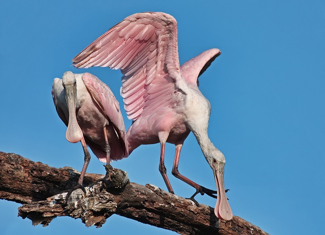 spoonbills