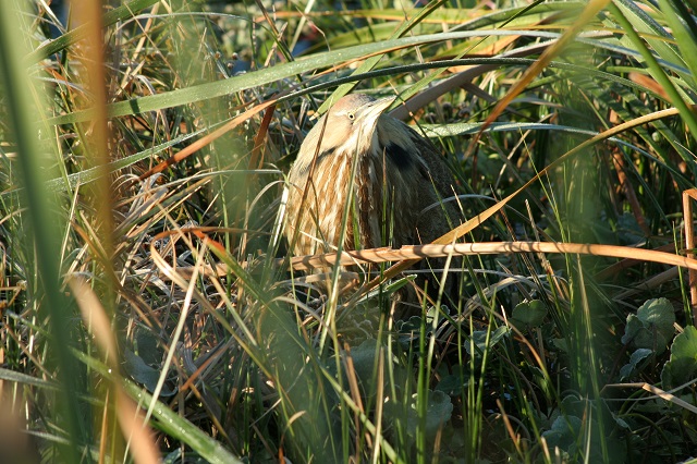 bittern