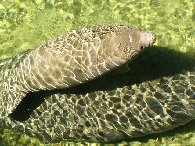 manatee