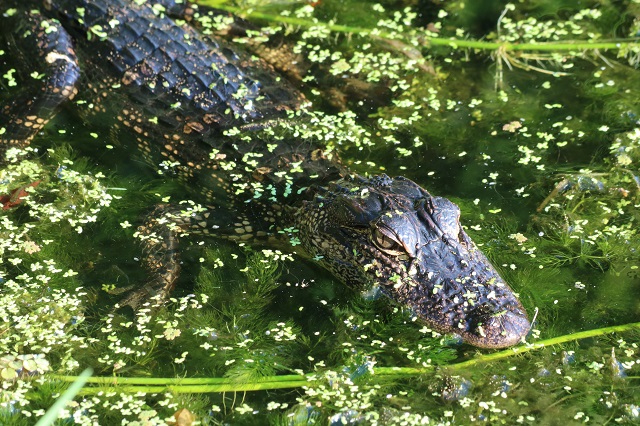 alligator