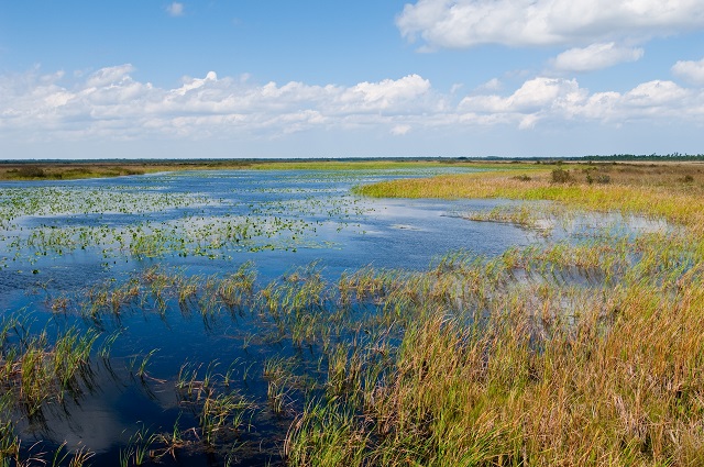 wetland