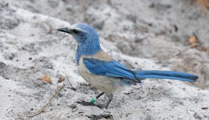 Florida Scrub-Jay