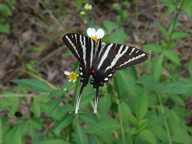 swallowtail