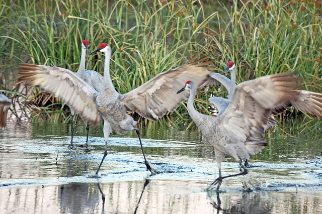 cranes