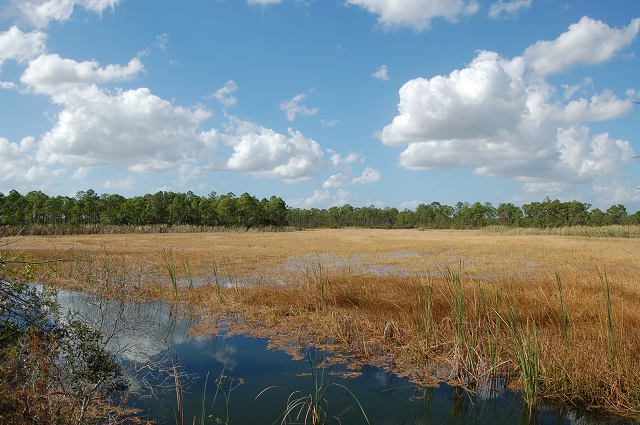 wetland