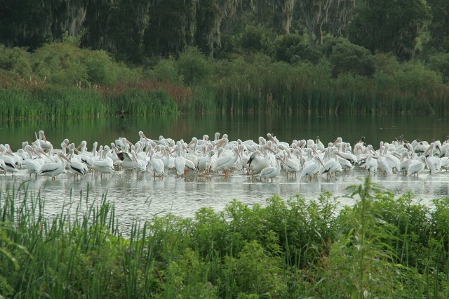 pelicans