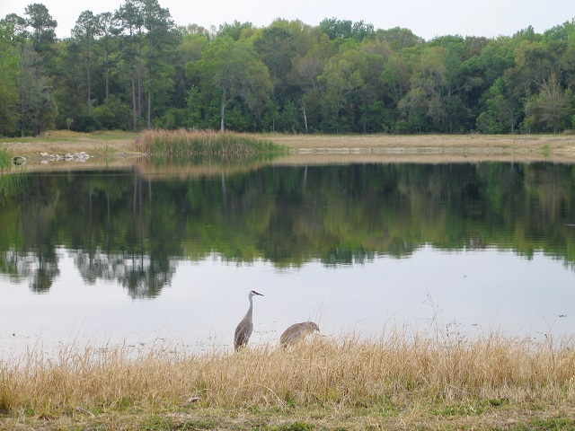 cranes