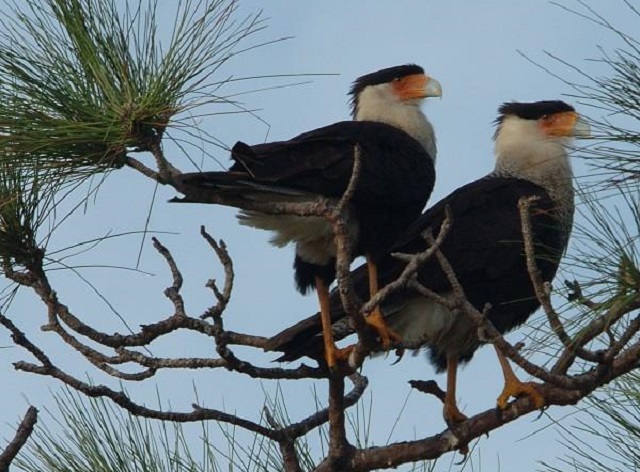 caracara