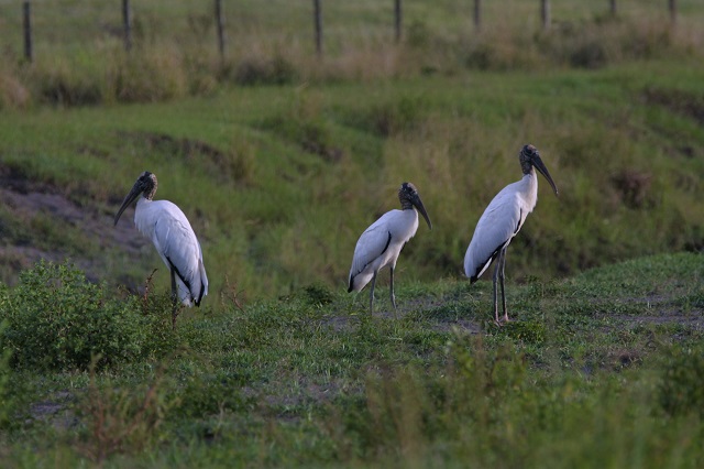 storks