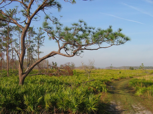 habitat