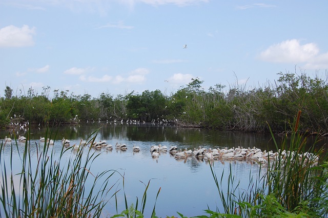 pelicans