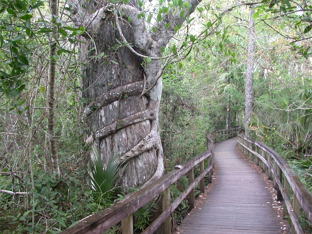 boardwalk