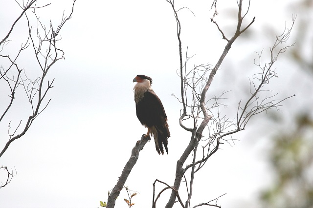 caracara