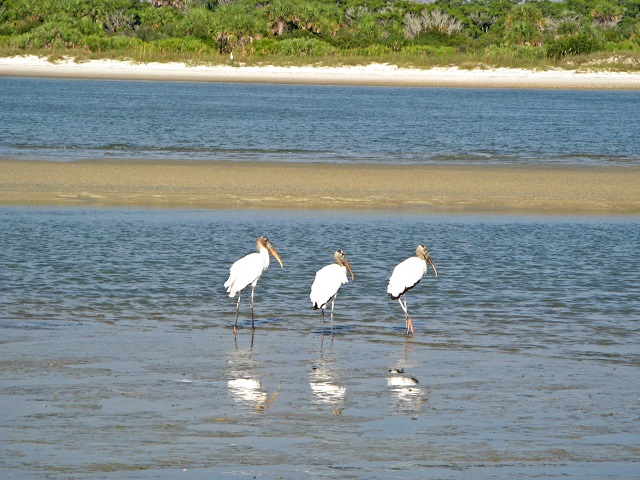 storks