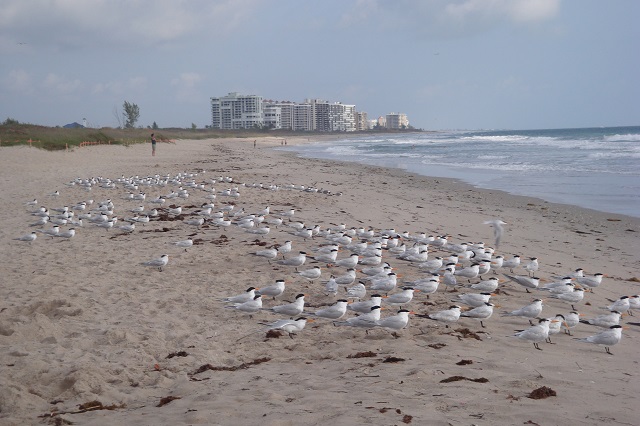 terns