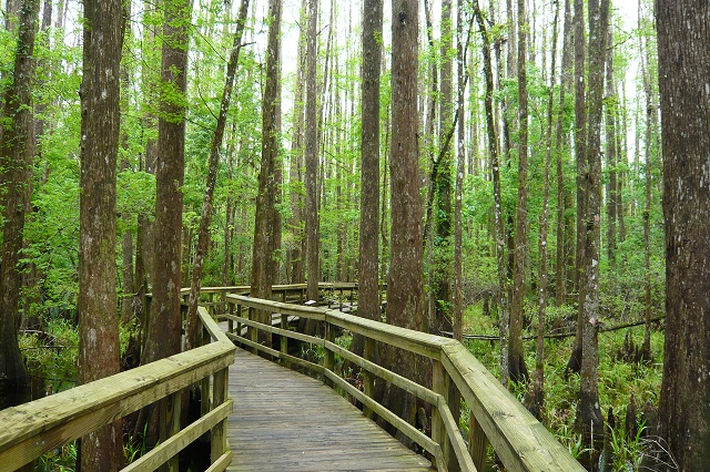 boardwalk