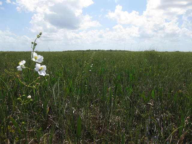 prairie