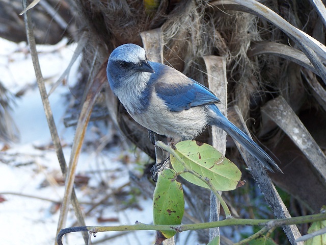 scrub jay