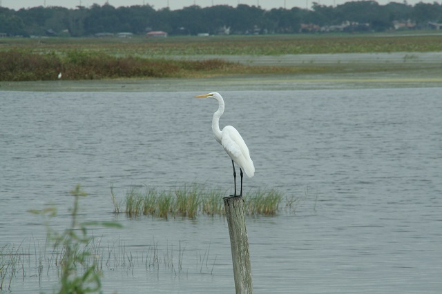 egret