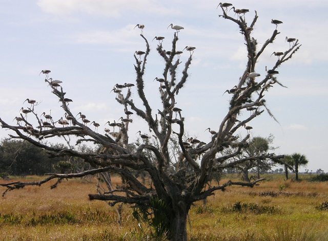 ibis