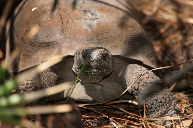 tortoise