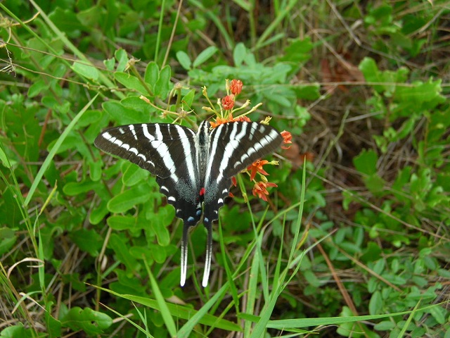 butterfly