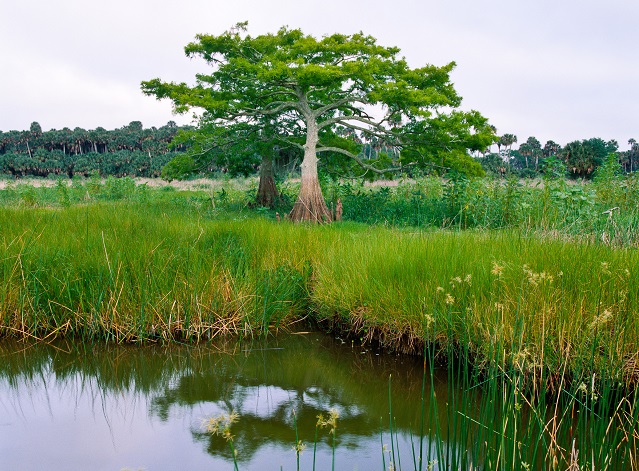 wetland