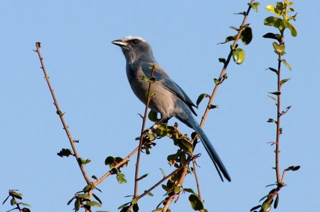 scrub jay